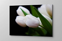 Obraz Tulipány z Holandska 1756